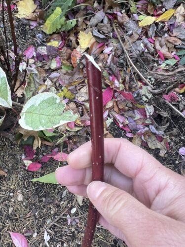 Want more shrubs? How to make new ones with hardwood cuttings